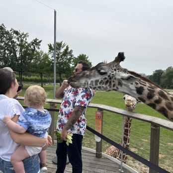 The Toledo Zoo - Giraffe fun times! - Venues & Event Spaces Near Me - Toledo, Ohio The Toledo Zoo - Giraffe fun times! - Venues & Event Spaces Near Me - Toledo, Ohio