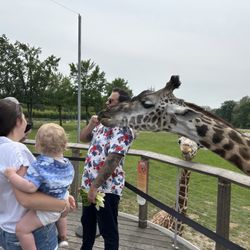 The Toledo Zoo - Giraffe fun times!