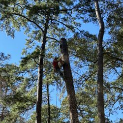 Hernandez Tree Service