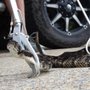 Photo of Total Animal Control