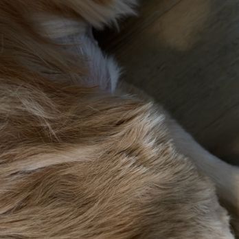 PetSmart - Pet Groomers Near Me - Cedar Park, Texas