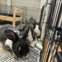 Photo of Bun Chia Burrow