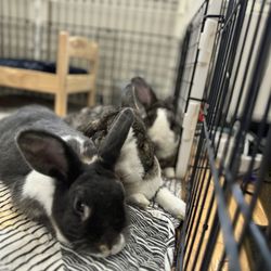 Bun Chia Burrow