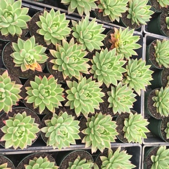 Florida Cactus - Nurseries & Gardening Near Me - Apopka, Florida Florida Cactus - Nurseries & Gardening Near Me - Apopka, Florida