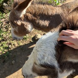 Johnson's Orchard - donkeys :)