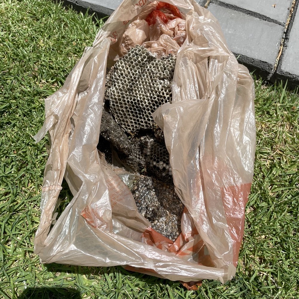 All Bee Removal - Hives removed from our roof! - Pest Control Near Me - North Hollywood, California All Bee Removal - Hives removed from our roof! - Pest Control Near Me - North Hollywood, California