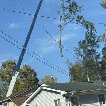 TNT Tree Experts - Tree Services Near Me TNT Tree Experts - Tree Services Near Me