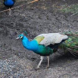 The Hayloft - Peacock in the mud. There were others on the lawn looking much more regal.