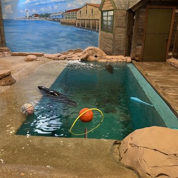Jenkinson's Aquarium - Not the best angle ever, but these are the 2 seals they have. - Aquariums Near Me - Point Pleasant Beach, New Jersey Jenkinson's Aquarium - Not the best angle ever, but these are the 2 seals they have. - Aquariums Near Me - Point Pleasant Beach, New Jersey