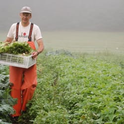Warrup's Farm - Picking for market.