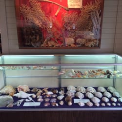Of Sea & Shore - Sponges and shells from both Vietnam and Thailand