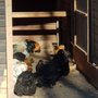 Photo of Tierhilfeverein Kellerranch