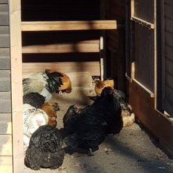 Tierhilfeverein Kellerranch - Hühner