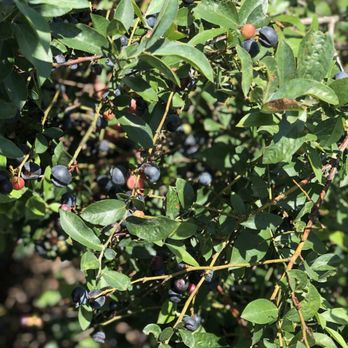 Moorhead's Blueberry Farm - Fresh Blueberries end of June/early July - Pick Your Own Farms Near Me - Conroe, Texas Moorhead's Blueberry Farm - Fresh Blueberries end of June/early July - Pick Your Own Farms Near Me - Conroe, Texas