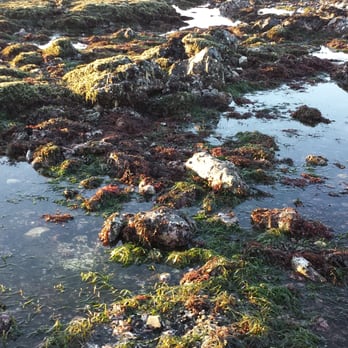 Fitzgerald Marine Reserve - Parks Near Me - Moss Beach, California Fitzgerald Marine Reserve - Parks Near Me - Moss Beach, California