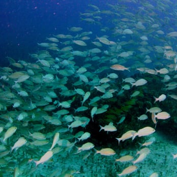 Scuba Outfitters - Scuba Diving Near Me - Naples, Florida Scuba Outfitters - Scuba Diving Near Me - Naples, Florida