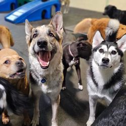 Paws Pet Resort - Barkley, clearly the happiest dog in the bunch!!!