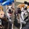 Paws Pet Resort gift card