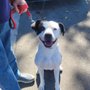 Mutts In Need