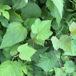 Playwicki Farm - Porcelain Berry