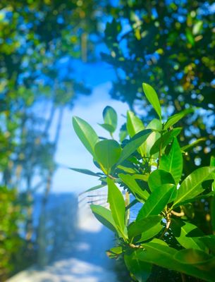 Four Mile Cove Ecological Preserve by null