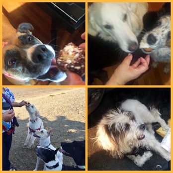 Debbie's Dog Days - Dog Walkers Near Me - Pinole, California