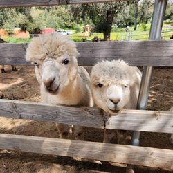 Hazard Alpacas