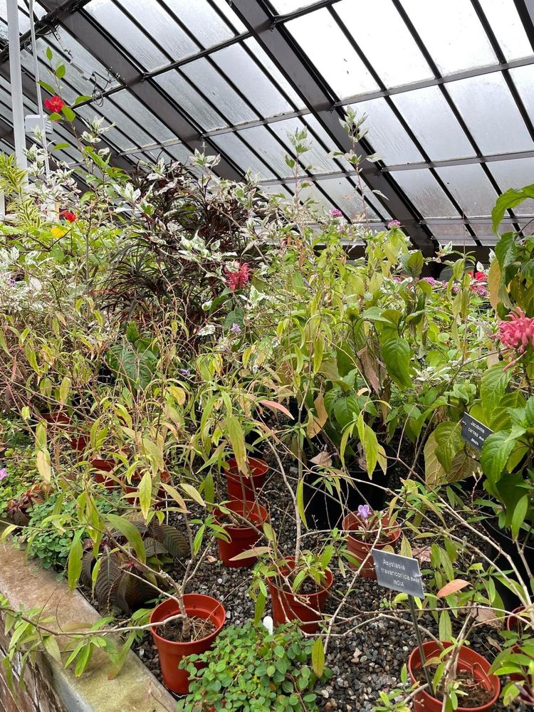 Glasgow Botanic Gardens