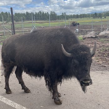 Bearizona - Zoos Near Me - Williams, Arizona