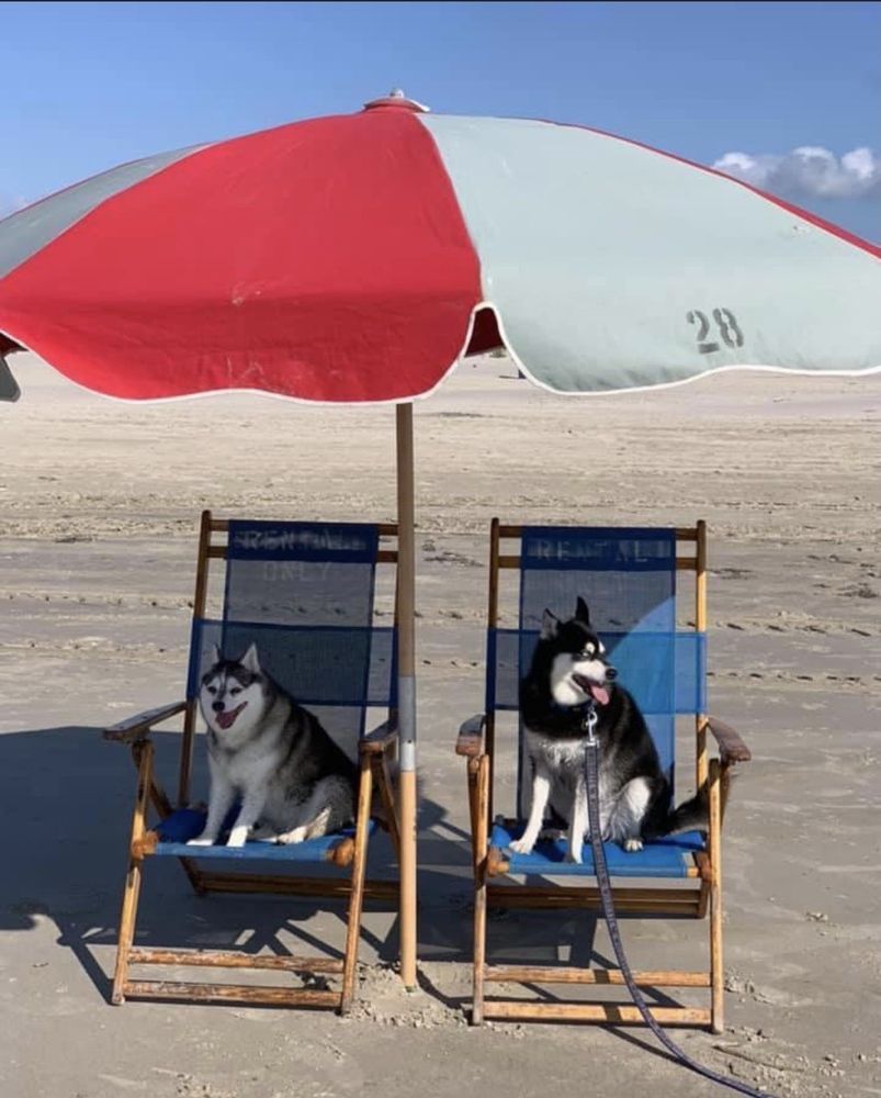 ADELLA PET SALON Updated September 2024 101 Nellums Ave, Bowling Green, Kentucky Pet