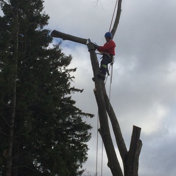 KW Tree Barber - a man cutting a tree with a chainsaw - Tree Services Near Me - Ayr, Ontario KW Tree Barber - a man cutting a tree with a chainsaw - Tree Services Near Me - Ayr, Ontario