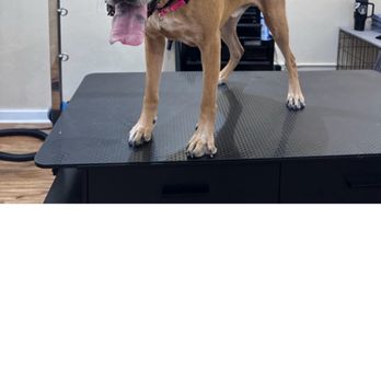 Dani The Dog Groomer - Sugar Ray is a happy boy!! - Pet Groomers Near Me - Milwaukee, Wisconsin Dani The Dog Groomer - Sugar Ray is a happy boy!! - Pet Groomers Near Me - Milwaukee, Wisconsin