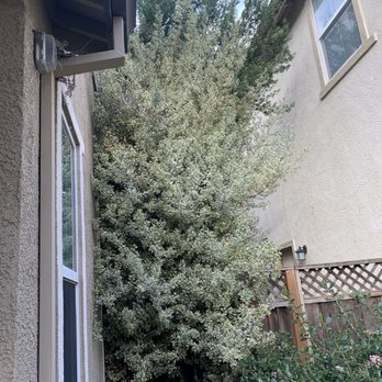 Robert's Tree Care - Before - Tree Services Near Me - Stockton, California