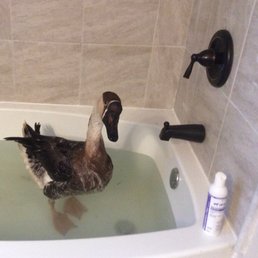 Here is Wilbur getting his medicated bath, with shampoo from Dr Hamilton. Here is Wilbur getting his medicated bath, with shampoo from Dr Hamilton.