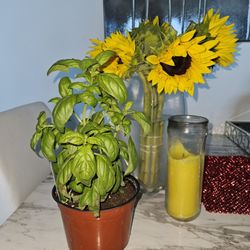 Publix - Bought a Basil plant at Publix