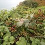 Photo of Cliff Walk