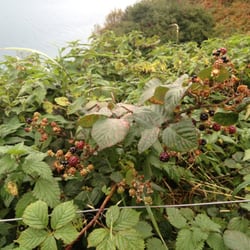 Cliff Walk - Wild Blackberries
