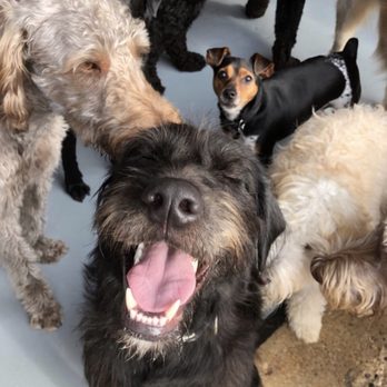 Indy.Hound - Pet Sitting Near Me - Indianapolis, Indiana
