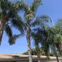 Photo of We Do It All Tree Service