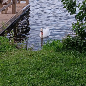 Lake Junaluska Assembly - Swans and geese abound - Lakes Near Me - Waynesville, North Carolina Lake Junaluska Assembly - Swans and geese abound - Lakes Near Me - Waynesville, North Carolina