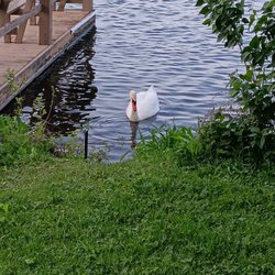 Lake Junaluska Assembly - Swans and geese abound