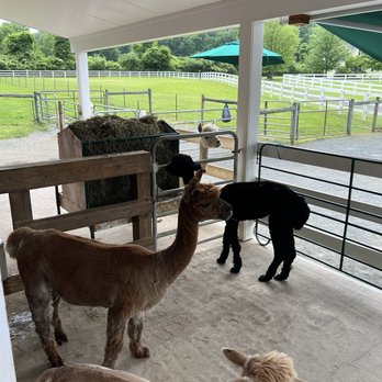 Bluebird Farm Alpacas - Attraction Farms Near Me - Peapack, New Jersey Bluebird Farm Alpacas - Attraction Farms Near Me - Peapack, New Jersey