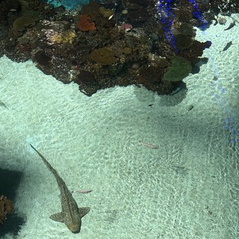 National Aquarium - The open water - Aquariums Near Me - Baltimore, Maryland