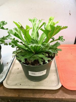 Chelsea Garden Center by null