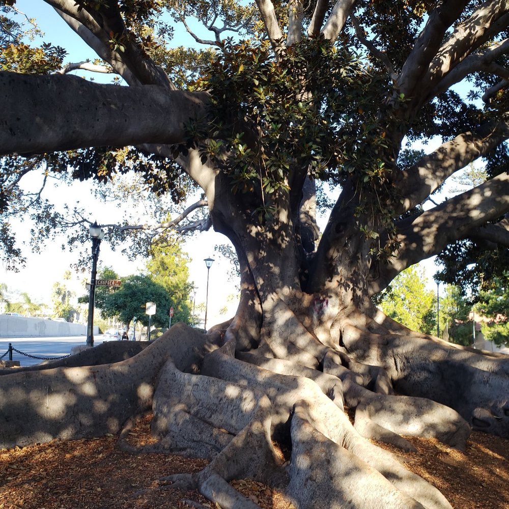 Moreton Bay Fig Tree Park - Parks Near Me - Santa Barbara, California Moreton Bay Fig Tree Park - Parks Near Me - Santa Barbara, California