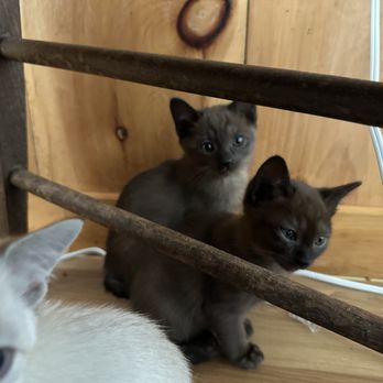 Indian Spring Cats - Katsby & Kismet - Pet Breeders Near Me