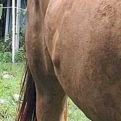 Robert J Maro, DVM - What is this on her side? Looked like a giant welt but shortly after noticing it it started to droop?
