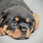 Photo of Kings Rottweilers