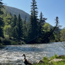 Ponderosa Campground - Canadian Goose and the Conejos River.