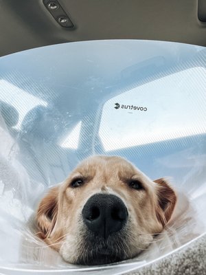 LAS TUNAS ANIMAL HOSPITAL - 15 Photos &amp; 49 Reviews - 108 Las Tunas Dr